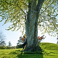 spring-big-tree-trunks.jpg