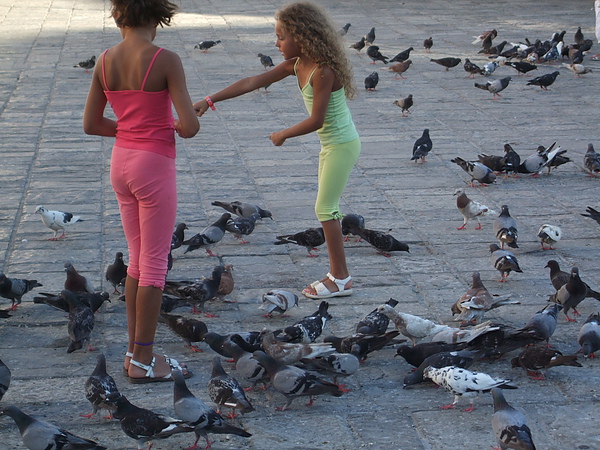 鴿子與小女孩２