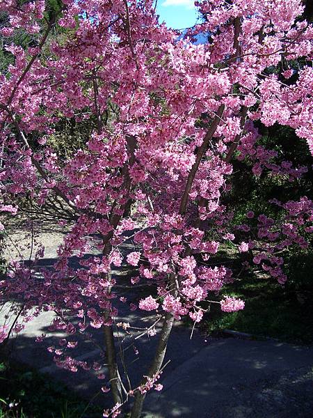 CIMG0278--開花的樹
