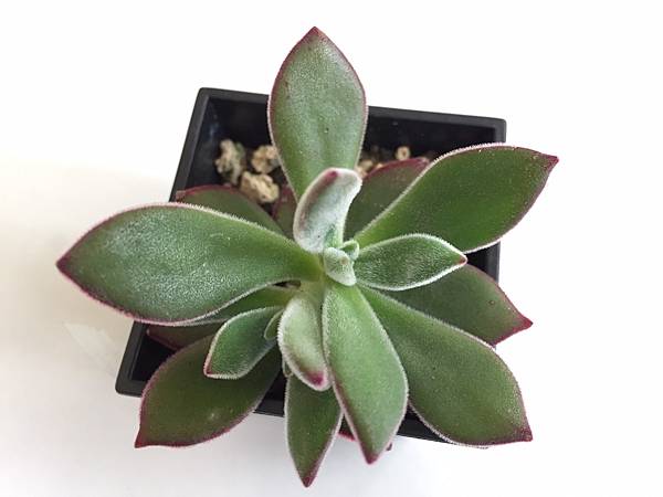 我的肉肉們003 紅輝炎 紅輝壽 Scola0801的部落格 痞客邦 我的肉肉們003 紅輝炎 紅輝壽 Scola0801的部落格 痞客邦