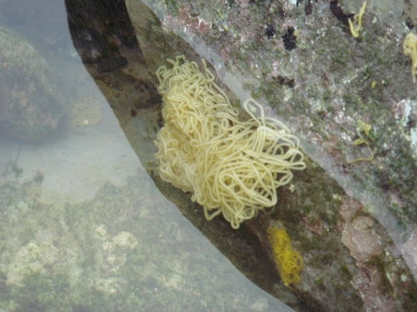 不知名的麵線團生物