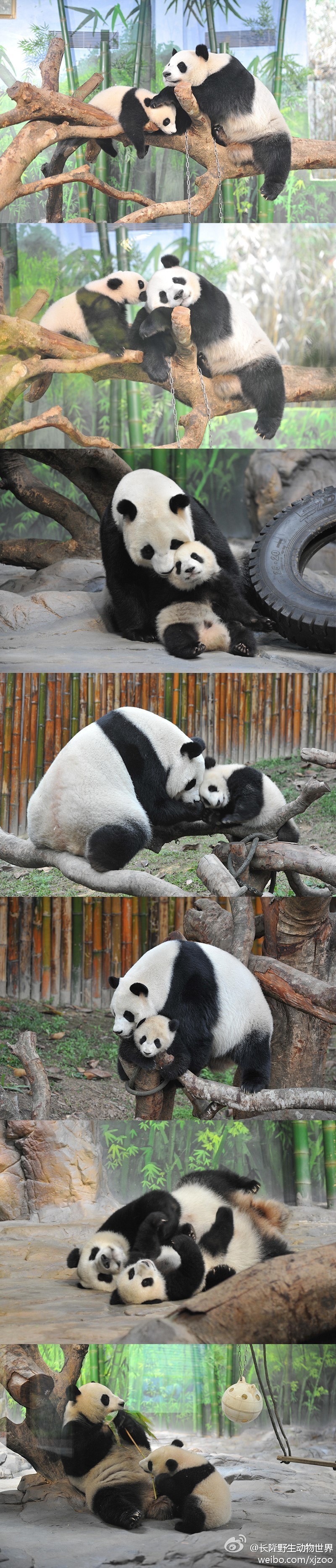 140406 長隆野生動物世界