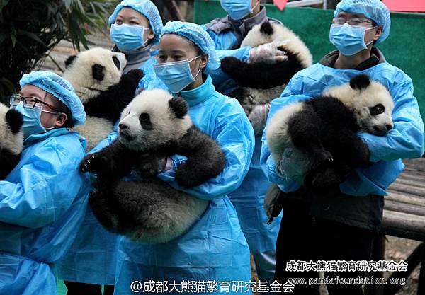 170120 成都大熊猫繁育研究基金会-8