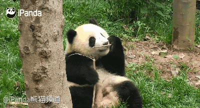 170619 ipanda-12 熊猫的乳牙到底有多可怕？