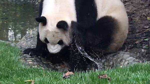 180506 ipanda-6 自带花洒淋浴功能的熊猫“艾莉”.jpg