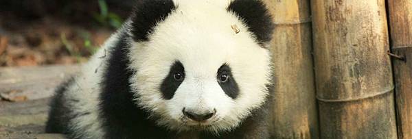180601 ipanda-11 当大熊猫遇上六一儿童节，只給你看最精彩的！