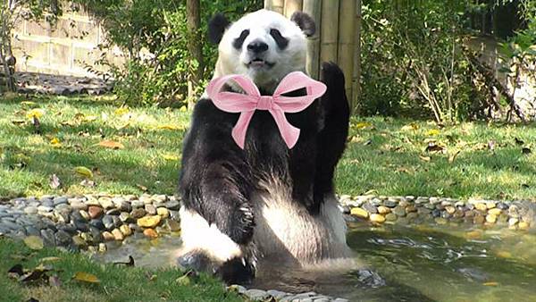 180822 ipanda-5 没见过这么洁癖的大熊猫，洗澡狂洗脚