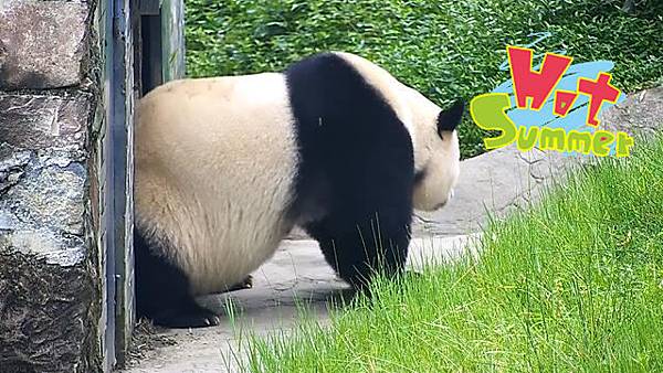 180829 ipanda-2 熊貓的肚子是水做的