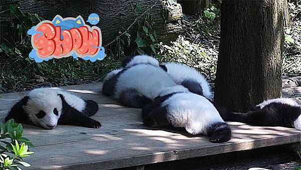 180918 ipanda-2 “多动症”大熊猫从小就开始动