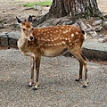 奈良梅花鹿公園 (32).jpg