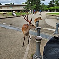 奈良梅花鹿公園 (36).jpg