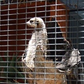 20090105 後山動物園 (9).JPG