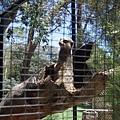 20090105 後山動物園 (13).JPG