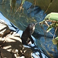 20090105 後山動物園 (25).JPG