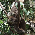 20090105 後山動物園 (31).JPG