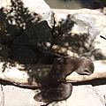 20090105 後山動物園 (41).JPG