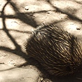 20090105 後山動物園 (49).JPG