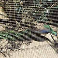 20090105 後山動物園 (56).JPG