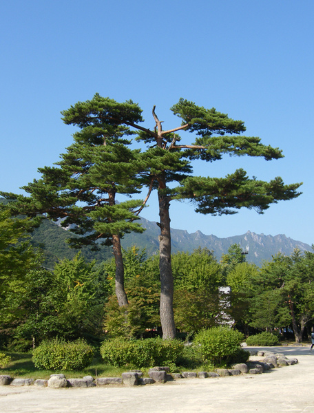 雪嶽山7.JPG