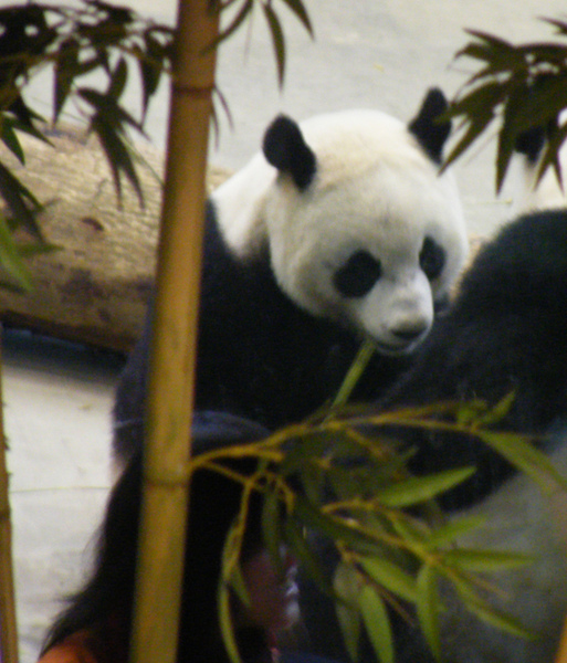 DSCF3222 拷貝.JPG DSCF3222 拷貝.JPG