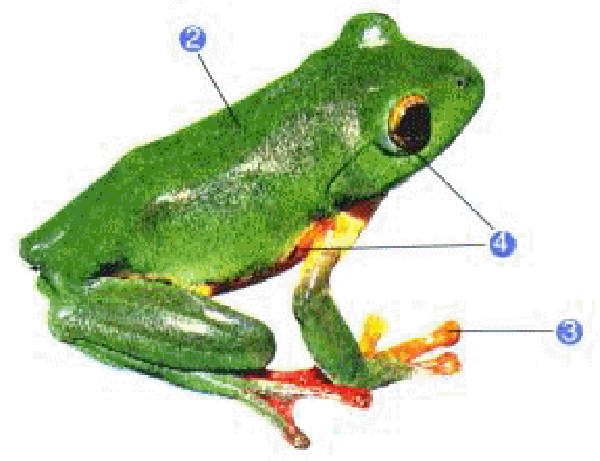 Rhacophorus_moltrechti_H-1.gif