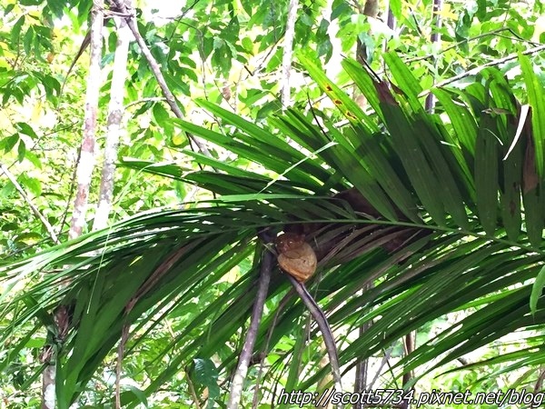 BOHOL01_眼鏡猴