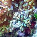 海葵蟹獨照