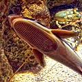 印魚，常吸附在鯊魚以及海龜的腹部