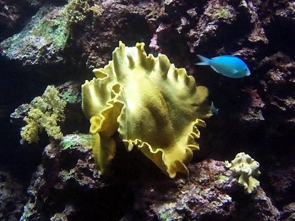 不知名軟珊瑚