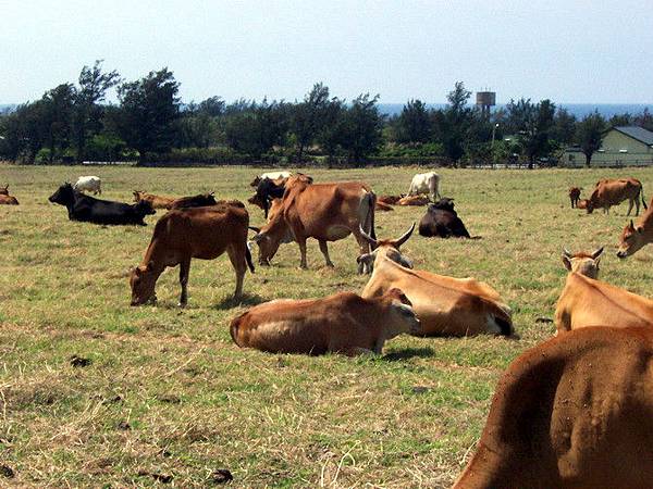 拍照時正好有隻背對我的牛在拉屎，不過沒拍啦～
