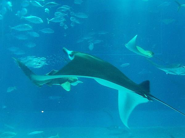 目前所知有飼養鬼蝠魟的水族館