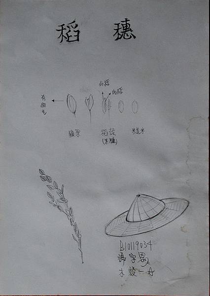 101水稻繪圖B-謝宗恩