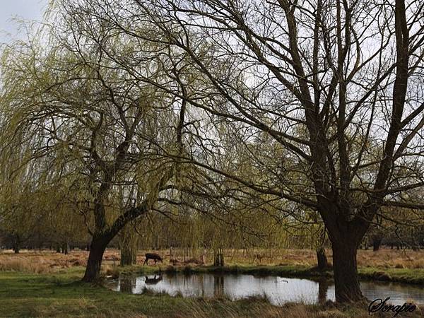 deer beside pond.jpg