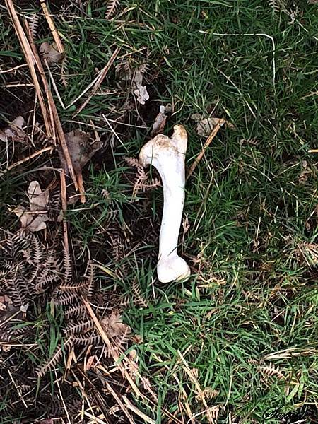 bone.jpg