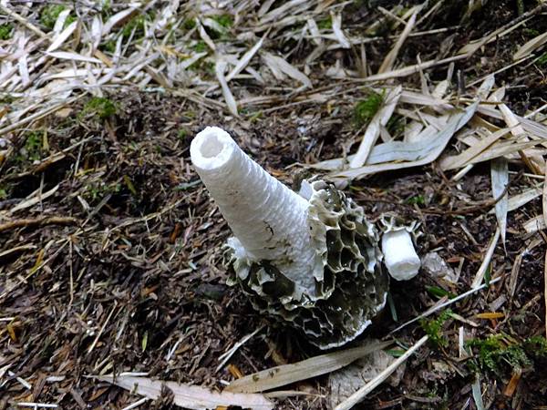 DSCF0872 長裙竹蓀.JPG