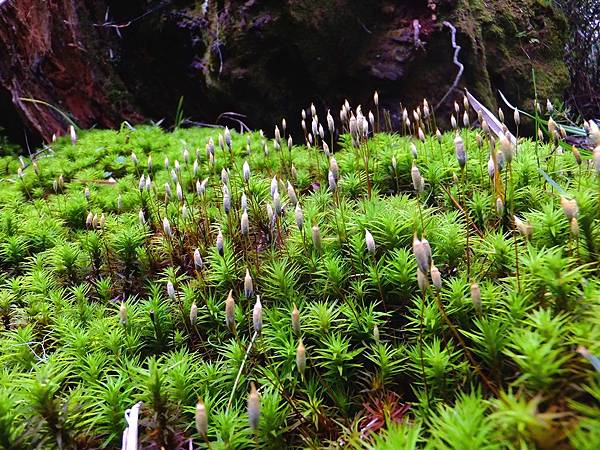 DSCF0924 土馬騣 又稱金髮蘚 孢子體.JPG