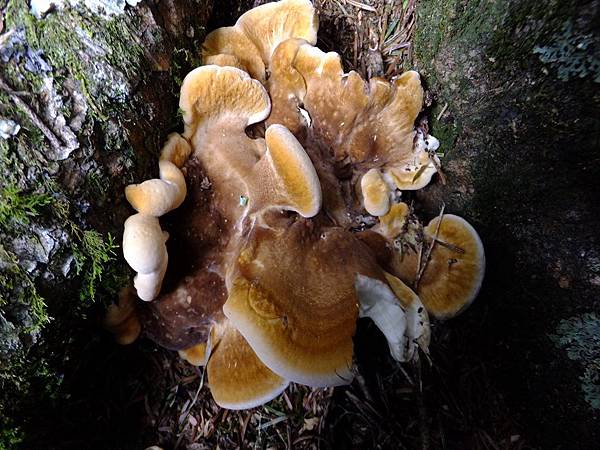 DSCF0930 毛地花菌 中型.JPG