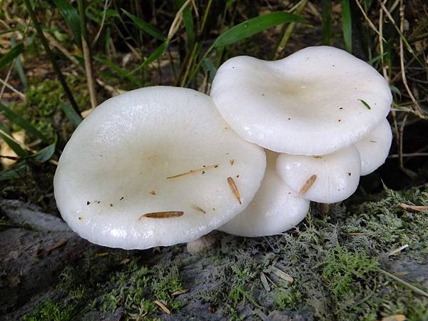 DSCF0971 黏小奧德蘑.JPG