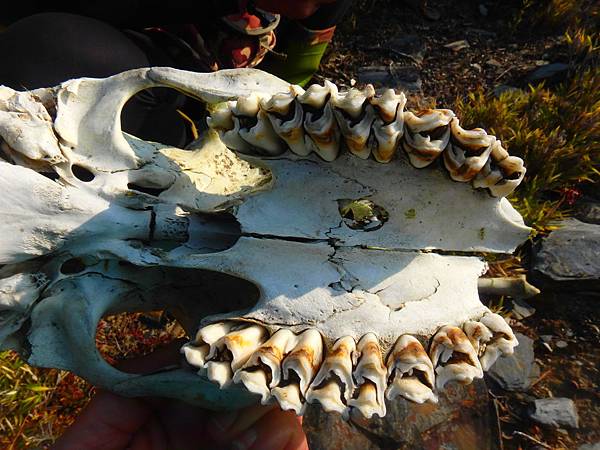 0659 水鹿的牙齒.JPG