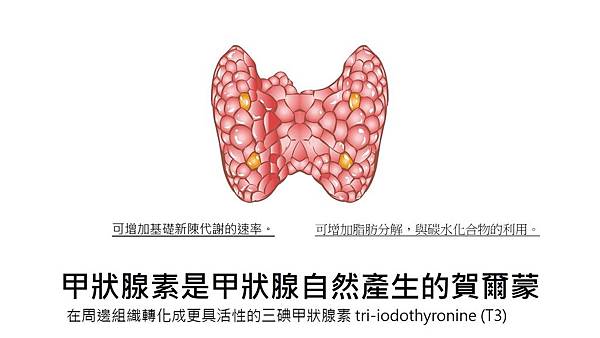 一次搞懂甲狀腺素(Levothyroxine).jpg