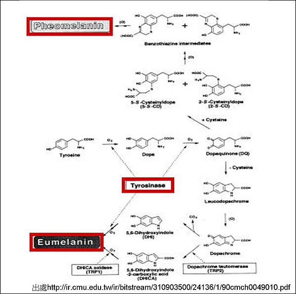 黑色素生成路徑