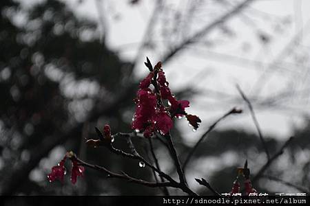 北47-1初開的櫻花 (3).jpg