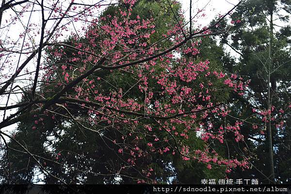 新北市-石碇櫻花二格道路 (12).jpg