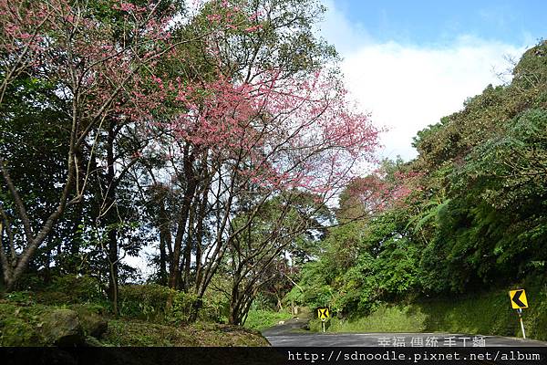 新北市-石碇櫻花北47 (20).jpg