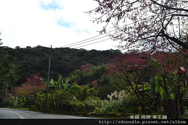 新北市-石碇櫻花北47 (28).jpg