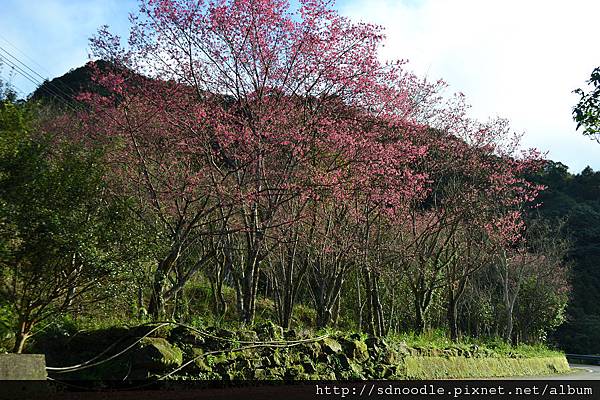 新北市-石碇櫻花-北47-1 (18).jpg