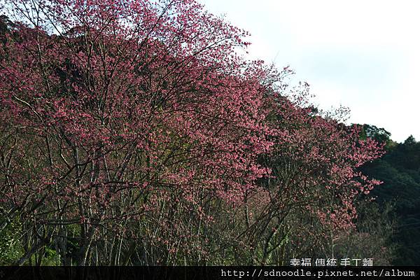 新北市-石碇櫻花-北47-1 (28).jpg