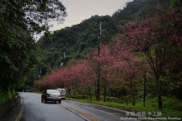 新北市櫻花季-石碇櫻花 (2).jpg