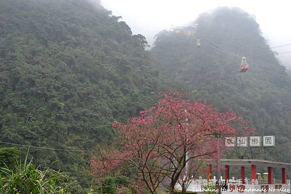 烏來賞櫻花-新北市 (81).jpg