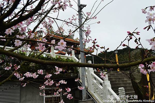 淡水天元宮櫻花